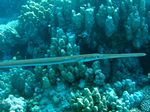 Flötenfisch - Bluespotted cornetfish
