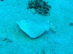 Marmor Zitterrochen - Marbled electric ray