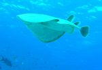 Marmor Zitterrochen - Marbled electric ray
