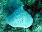Marmor Zitterrochen - Marbled electric ray