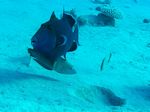 Blauer Drückerfisch - Blue Lined Trigger