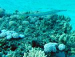 Flötenfisch - Bluespotted cornetfish