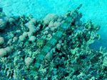 Flötenfisch - Bluespotted cornetfish