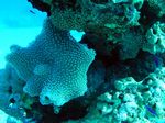 Pifferling Koralle / Friedmanns Zwergbarsch - Velvet Leather Coral / Orchid dottyback