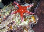 Hurghada Seestern - Hurghada Seestar