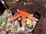 Hurghada Seestern - Hurghada Seestar