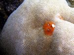 Weihnachtswurmer - Feathered Christmas tree Worm