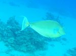 Kurz Nasendoktor - Bluespine Unicornfish