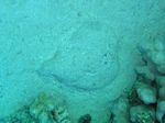 Marmor Zitterrochen - Marbled electric ray