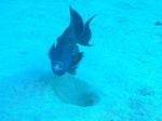 Blauer Drückerfisch - Blue Lined Trigger
