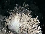 Klunzigers Federstern - Klunzingers Featherstar