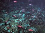 Weißsaum Soldatenfisch - Crimson Soldierfish
