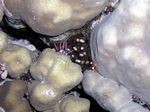 Marmorgarnele - Marble Shrimp