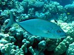 Orangefleck Makrele - Orangespotted trevally