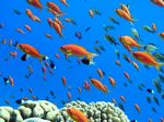Juwelen Fahnenbarsche/ Ternate-Chromis - Sea goldie / Cromis