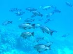 SchwarzerSchnapper - Black and white snapper