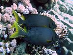 Kaninchenfische - Brownspotted spinefoot