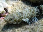 Zweifleck Eidechsenfisch - Two-spot lizard fish