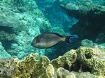Sohaldoktorfisch - Red Sea Clown Surgeon Fish