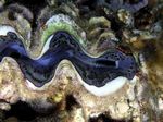 Riesenmuschel - Scaly giant clam