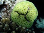 Fluriszierende grüne Mosaik Koralle - Flourescent Green Mosaic Coral