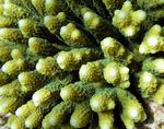 Niedrige Hischhorn Koralle - Staghorn Coral