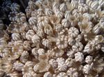 Plapper Koralle - Chatter Coral