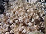 Plapper Koralle - Chatter Coral