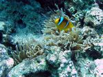 Sonnenanemone / Rootmeer Anemonenfisch - Sun Anemonme / Clownfish