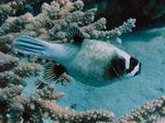 Masken-Kugelfisch - Masked Puffer
