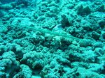 Flötenfisch - Bluespotted cornetfish