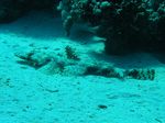 Teppich Krokodilfisch - Crocodile flathead