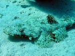 Teppich Krokodilfisch - Crocodile flathead