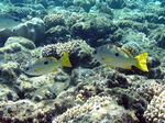 Ehrenbergers Schnappers - Blackspot snapper