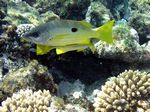 Ehrenbergers Schnappers - Blackspot snapper