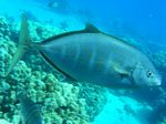 Orangefleck Makrele - Orangespotted trevally