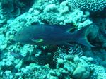 Mondflossen Zackenbarsch - MoonGrouper