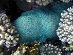 Knopf Koralle - Massive stony coral