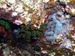 Philippinenmoos - White Stinging Sea Fan
