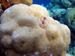 Weihnachtswurm - Feathered Christmas tree Worm