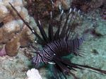 Rotfeuerfisch - Devil Firefish