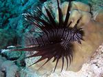 Rotfeuerfisch - Devil Firefish