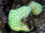 Grüne Rosenkoralle - Green Rose Coral