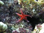Hurghada Seestern - Hurghada Seestar