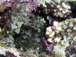 Dreiecks Braunalge - Algae