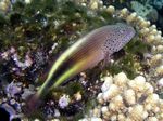 Forsters Büschelbarsch - Forster's Hawkfish