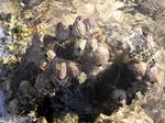 Riesen Seepocke - Giant Barnacle