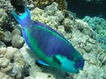 Rostpapageifisch - Rusty parrotfish