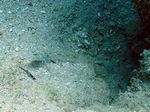 Langstachel Sandgrundel - Orange-spotted sand-goby
