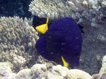 Blauer Segelflossen Doktorfisch - Purple Tang / Yellowtail Sailfin Tang